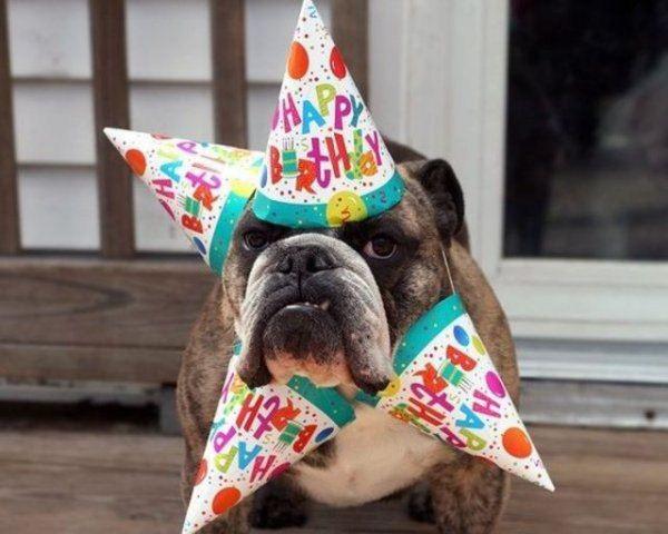 Happy Birthday Dog Wishes: 25 Cute Birthday Messages To Celebrate Fido's  Special Day - DogTime