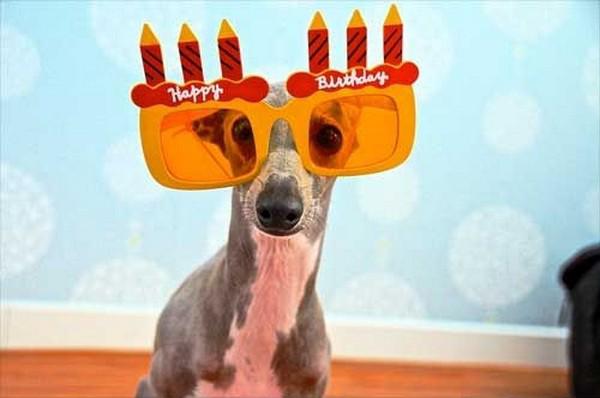 happy-birthday-dog06